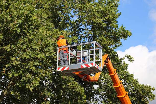 Why Choose Our Tree Removal Services in Chase City, VA?